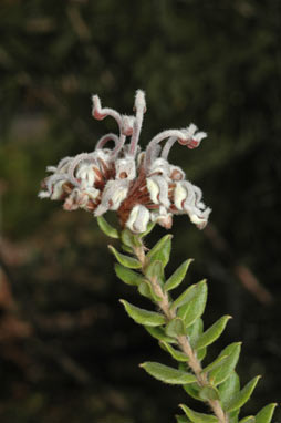 APII jpeg image of Grevillea buxifolia subsp. buxifolia  © contact APII