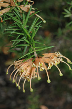 APII jpeg image of Grevillea juniperina subsp. villosa  © contact APII