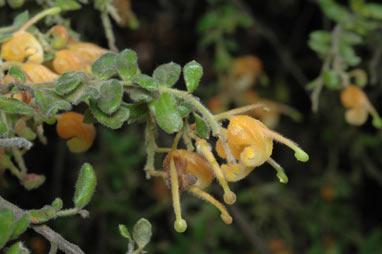 APII jpeg image of Grevillea alpina (Goldfields form)  © contact APII