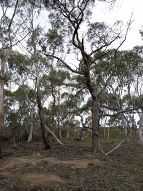 APII jpeg image of Eucalyptus aggregata  © contact APII