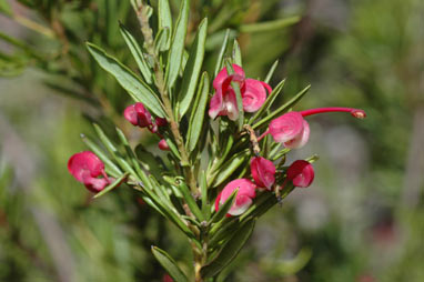 APII jpeg image of Grevillea rosmarinifolia subsp. rosmarinifolia  © contact APII