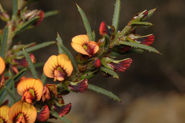 APII jpeg image of Daviesia acicularis  © contact APII