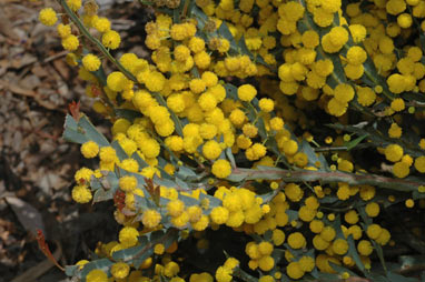 APII jpeg image of Acacia glaucoptera  © contact APII
