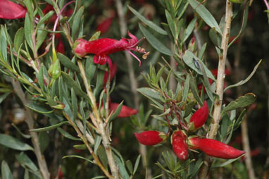 APII jpeg image of Eremophila maculata 'Crimson Dwarf'  © contact APII