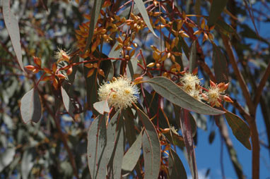 APII jpeg image of Eucalyptus dwyeri  © contact APII