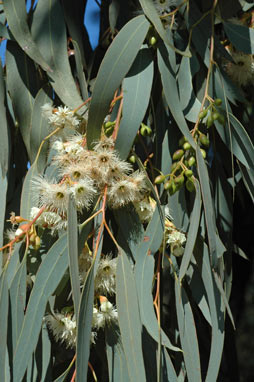 APII jpeg image of Eucalyptus sideroxylon subsp. sideroxylon  © contact APII