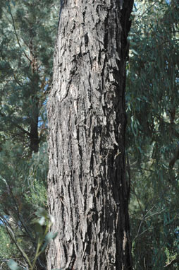 APII jpeg image of Eucalyptus sideroxylon subsp. sideroxylon  © contact APII