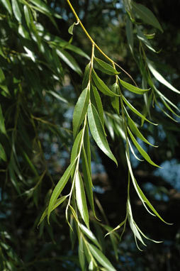 APII jpeg image of Salix fragilis nothovar. X fragilis  © contact APII