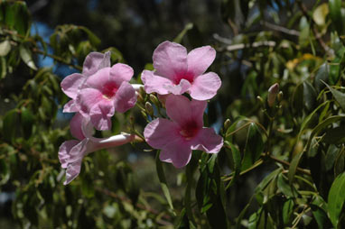 APII jpeg image of Pandorea jasminoides 'Southern Belle'  © contact APII