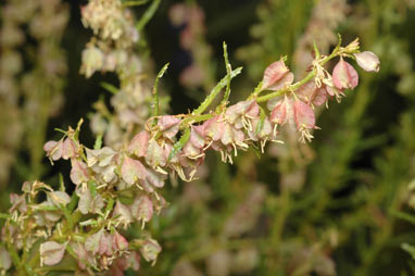 APII jpeg image of Haloragodendron glandulosum  © contact APII