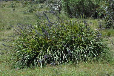 APII jpeg image of Dianella tasmanica  © contact APII