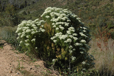 APII jpeg image of Cassinia longifolia  © contact APII