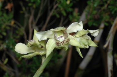 APII jpeg image of Dendrobium macrophyllum var. moluccense  © contact APII