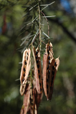 APII jpeg image of Acacia linifolia  © contact APII
