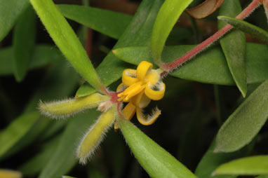 APII jpeg image of Persoonia lanceolata  © contact APII