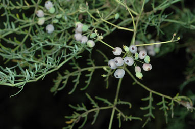APII jpeg image of Polyscias sambucifolia  © contact APII