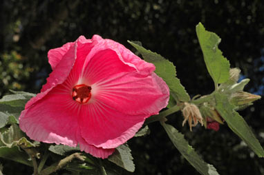 APII jpeg image of Hibiscus splendens  © contact APII