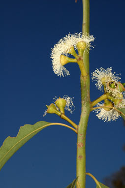 APII jpeg image of Eucalyptus scias subsp. scias  © contact APII