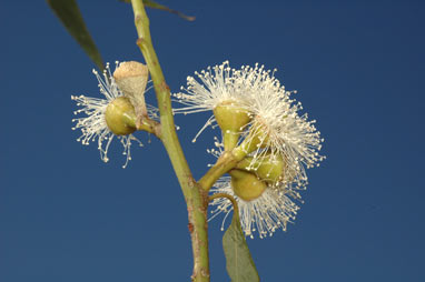 APII jpeg image of Eucalyptus scias subsp. scias  © contact APII