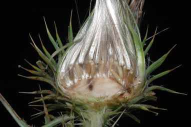APII jpeg image of Cirsium vulgare  © contact APII