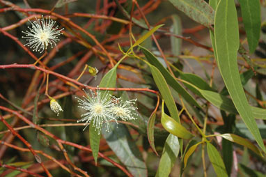 APII jpeg image of Eucalyptus longissima  © contact APII