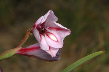 APII jpeg image of Gladiolus gueinzii  © contact APII