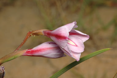 APII jpeg image of Gladiolus gueinzii  © contact APII