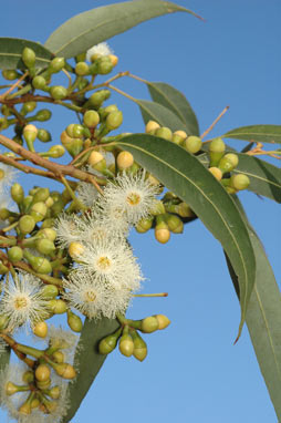 APII jpeg image of Eucalyptus canaliculata  © contact APII