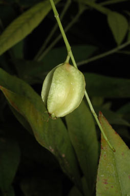 APII jpeg image of Barringtonia acutangula subsp. acutangula  © contact APII