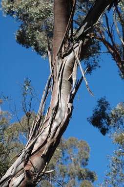 APII jpeg image of Eucalyptus albopurpurea  © contact APII