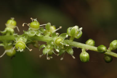 APII jpeg image of Deeringia amaranthoides  © contact APII