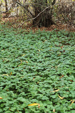 APII jpeg image of Ranunculus repens  © contact APII