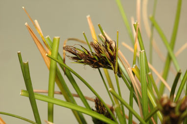APII jpeg image of Carex hebes  © contact APII