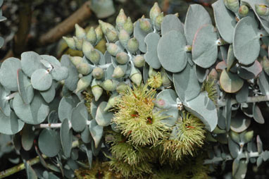 APII jpeg image of Eucalyptus kruseana  © contact APII