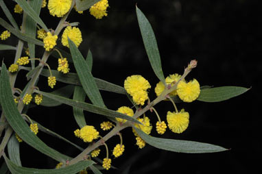 APII jpeg image of Acacia venulosa  © contact APII