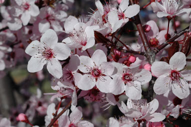 APII jpeg image of Prunus cerasifera  © contact APII
