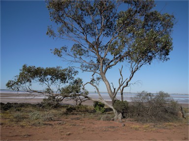 APII jpeg image of Eucalyptus loxophleba  © contact APII