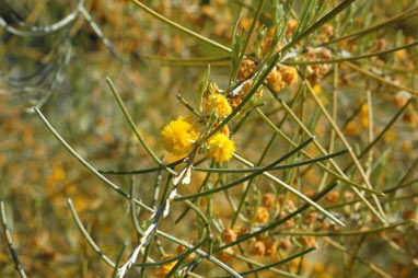 APII jpeg image of Acacia ashbyae  © contact APII