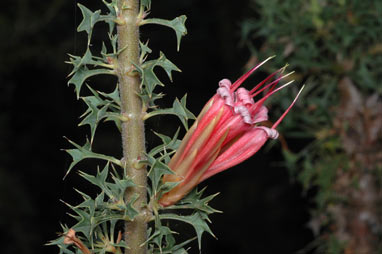 APII jpeg image of Lambertia echinata subsp. echinata  © contact APII