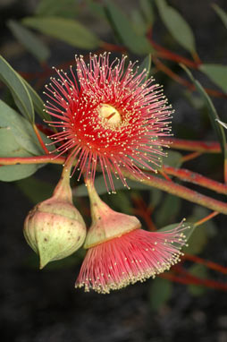APII jpeg image of Eucalyptus rameliana  © contact APII