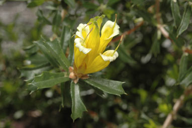APII jpeg image of Lambertia echinata subsp. occidentalis  © contact APII