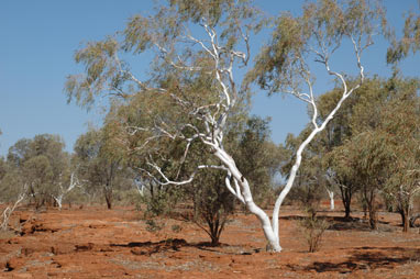 APII jpeg image of Eucalyptus victrix  © contact APII