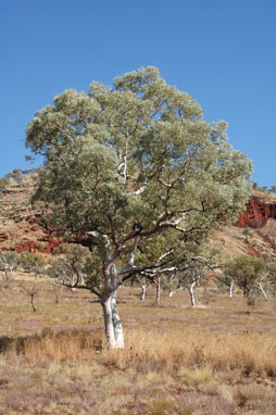 APII jpeg image of Eucalyptus leucophloia  © contact APII