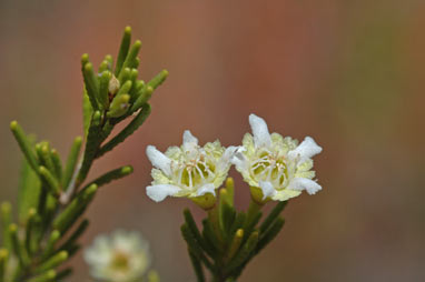 APII jpeg image of Chamelaucium brevifolium  © contact APII