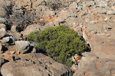 APII jpeg image of Hibbertia spicata subsp. spicata  © contact APII