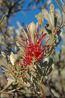 APII jpeg image of Grevillea variifolia var. variifolia  © contact APII