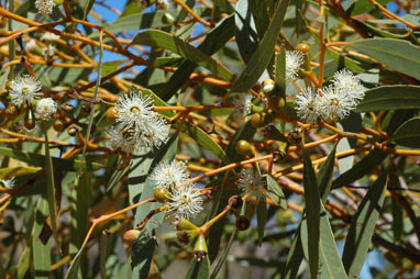 APII jpeg image of Eucalyptus prominens  © contact APII