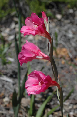 APII jpeg image of Gladiolus caryophyllaceus  © contact APII