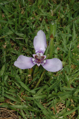APII jpeg image of Herbertia lahue subsp. caerulea  © contact APII