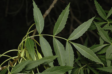 APII jpeg image of Fraxinus angustifolia subsp. angustifolia  © contact APII